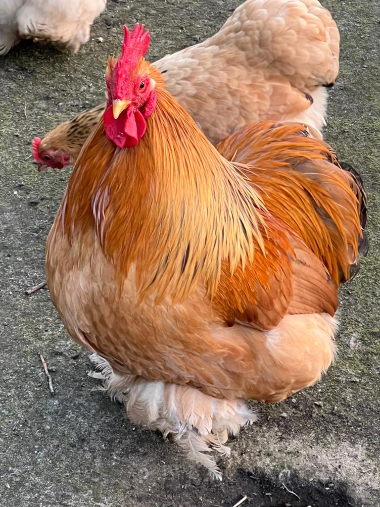 Broedeieren Cochin krieltjes, Dieren en Toebehoren, Pluimvee, Geslacht onbekend, Kip