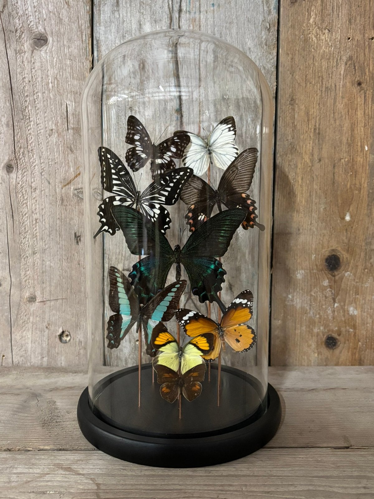 Mooie stolp met 9 opgezette vlinders!, Ophalen of Verzenden, Nieuw, Insect, Opgezet dier