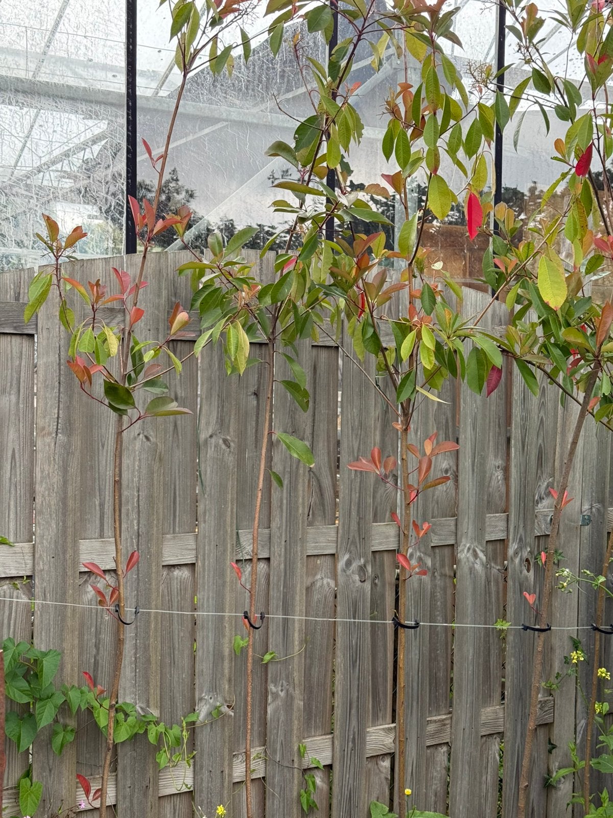Glansmispel of photunia red robins jonge hallf en hoogstam, Tuin en Terras, Planten | Bomen, Ophalen, Volle zon, Overige soorten