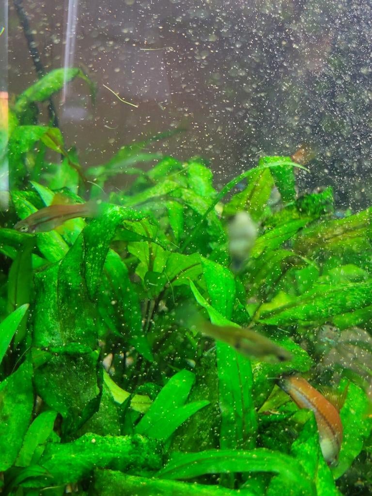 Gratis tropische visjes, Dieren en Toebehoren, Vissen | Aquariumvissen, Vis