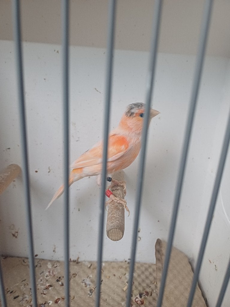 3x kanarie pop, Dieren en Toebehoren, Vrouwelijk, Kleurkanarie