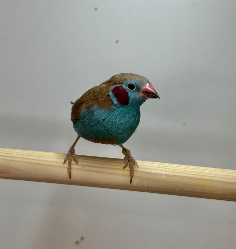 Gezocht verschillende soorten vogels, Dieren en Toebehoren, Vogels | Overige Vogels, Meerdere dieren