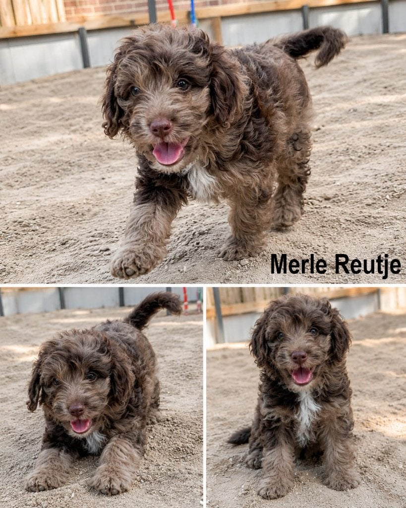3 prachtige Labradoodle puppy’s mogen nu verhuizen, Parvo, Overige rassen, 8 tot 15 weken, Meerdere