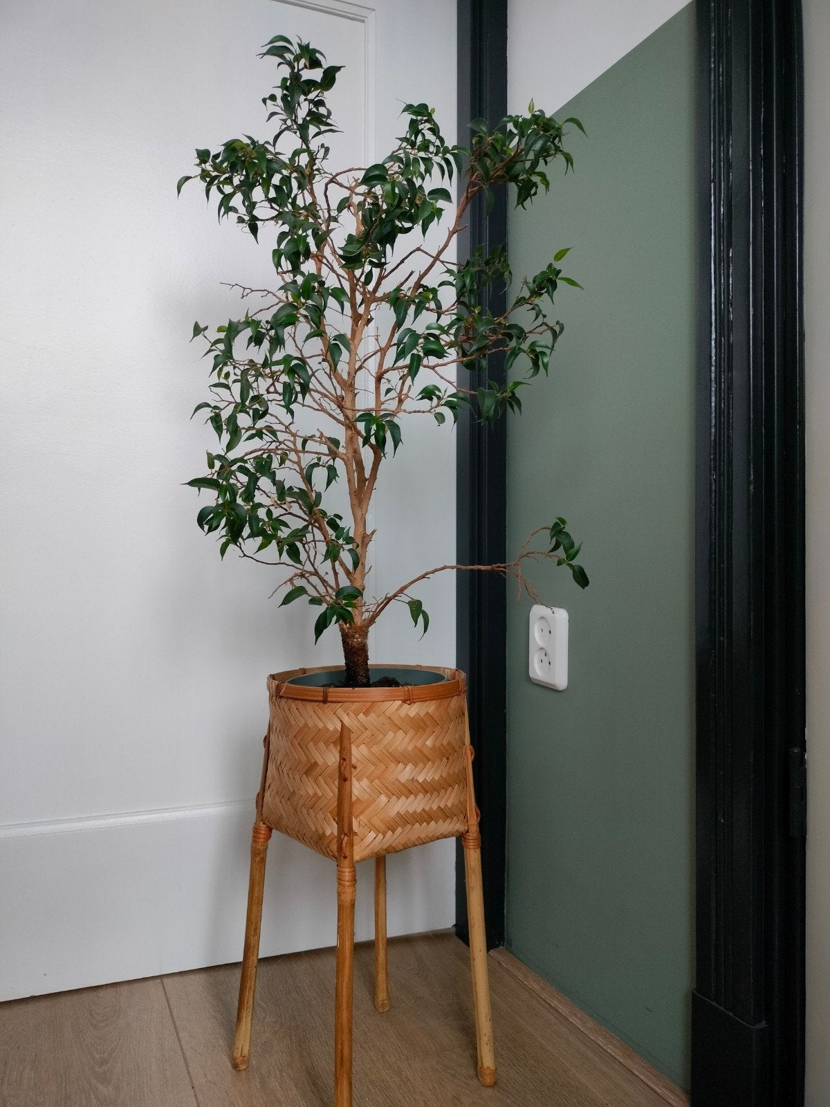 Ficus Benjamina mét rotanpot, 1 meter hoog, Huis en Inrichting, Ophalen, Ficus, 100 tot 150 cm, Halfschaduw