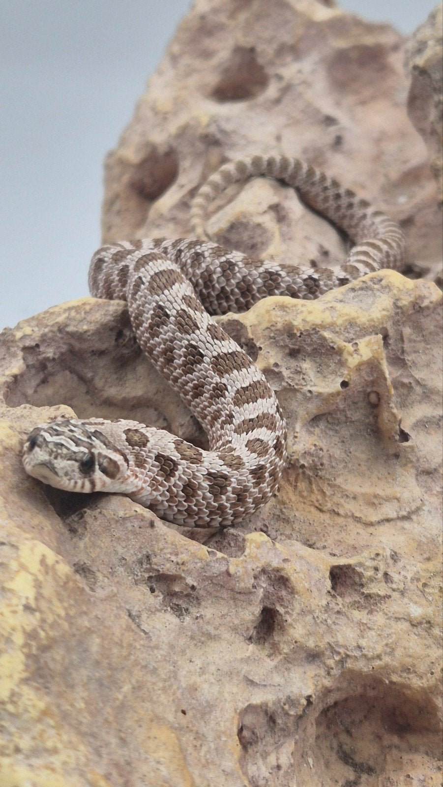 Haakneusslang hognose, Dieren en Toebehoren, Slang, 0 tot 2 jaar