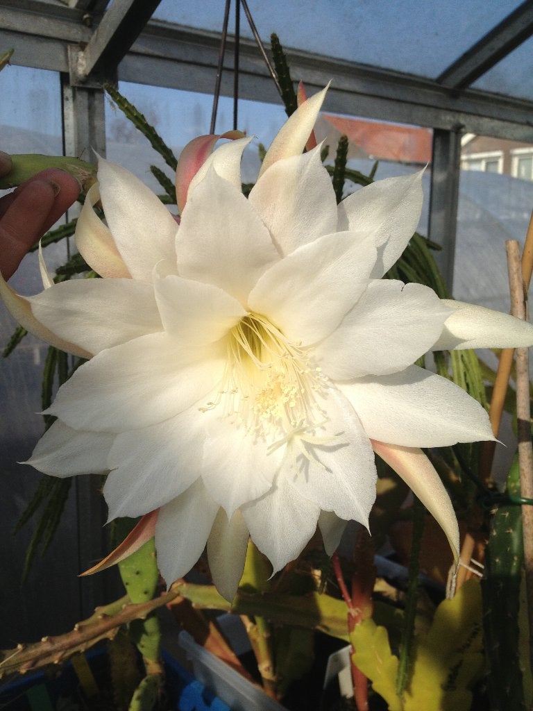 epiphyllum cactus elvenbein gewortelde stekken, Minder dan 100 cm, Bloeiende kamerplant, Halfschaduw, Ophalen of Verzenden