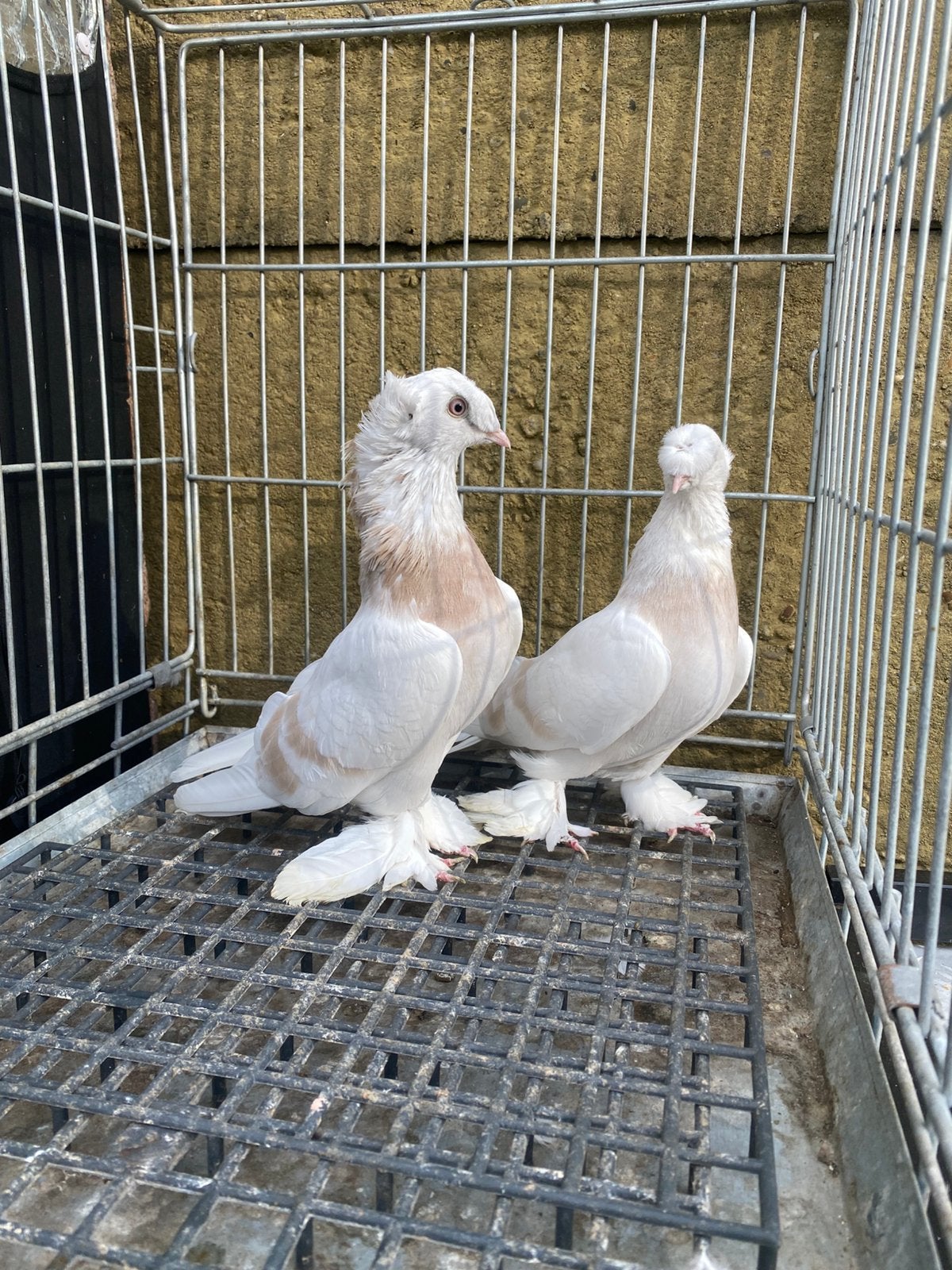 Takla limon koppel, Meerdere dieren, Overige soorten