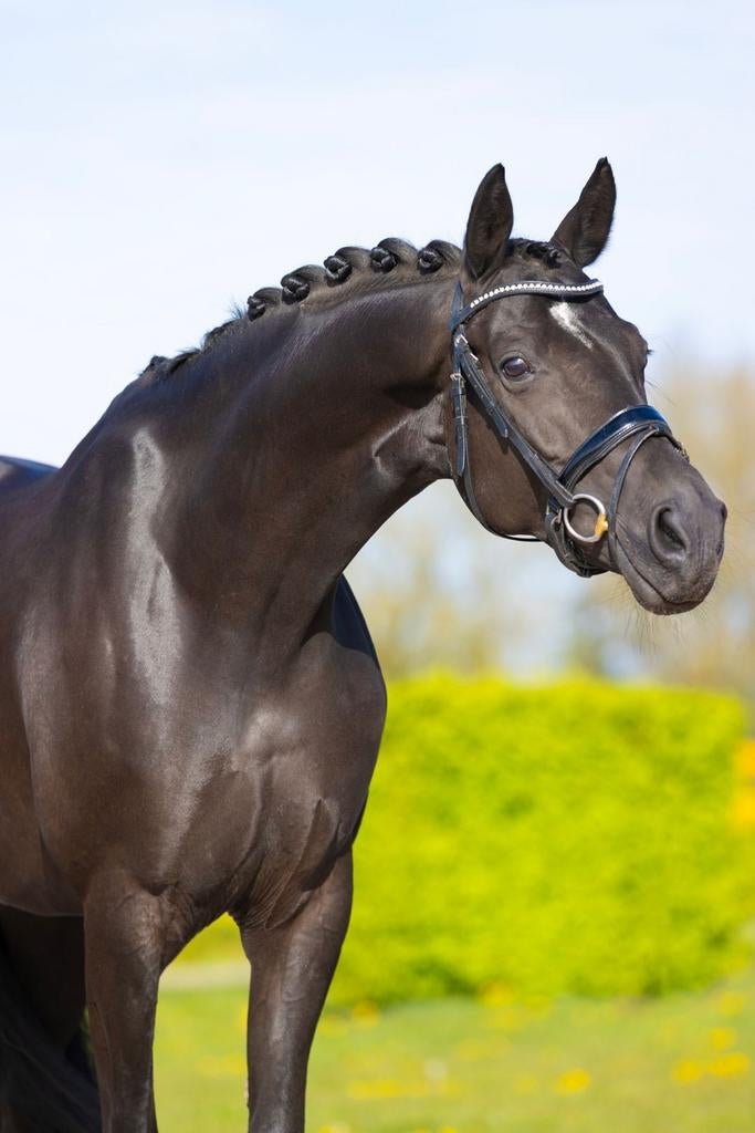 Prachtige zwarte dressuurmerrie, Dieren en Toebehoren, Paarden, Merrie, Met stamboom, Dressuurpaard, L