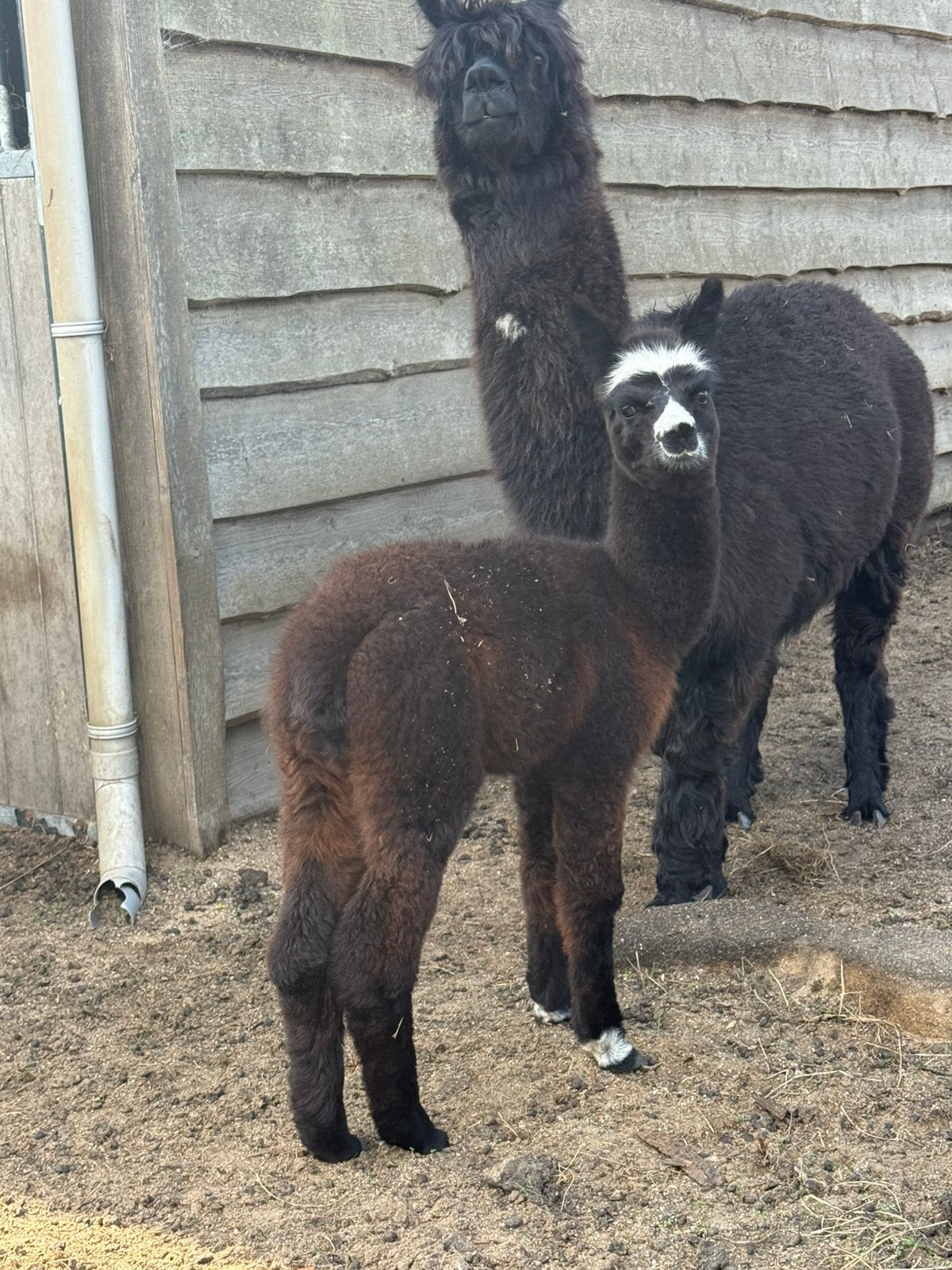 Koppel Alpaca, Juni, Meerdere dieren