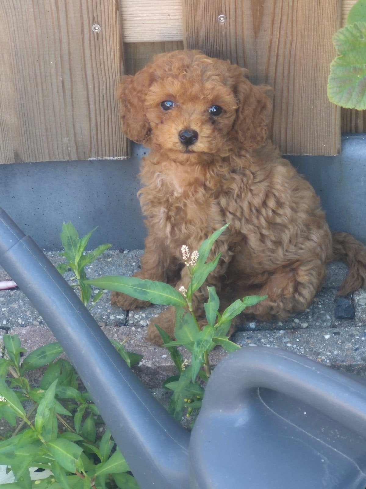 Toypoedel pups, Dieren en Toebehoren, Honden | Chihuahua's en Gezelschapshonden, Poedel, 8 tot 15 weken, Meerdere, Meerdere dieren