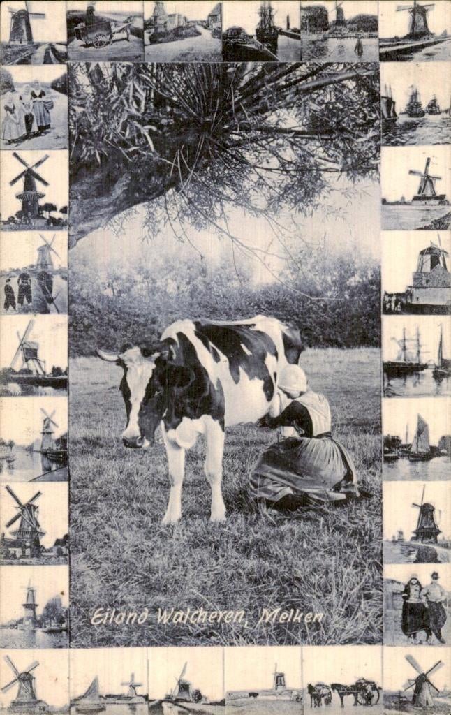 Walcheren - Koe - Melken, Ophalen of Verzenden, Voor 1920, Gelopen, Zeeland