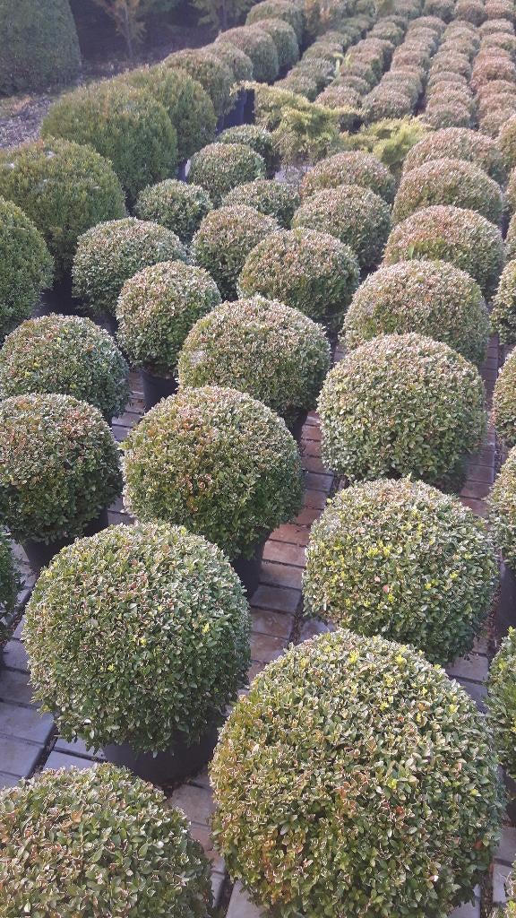 Buxus bollen en pyramides, Ophalen, Buxus, Minder dan 100 cm