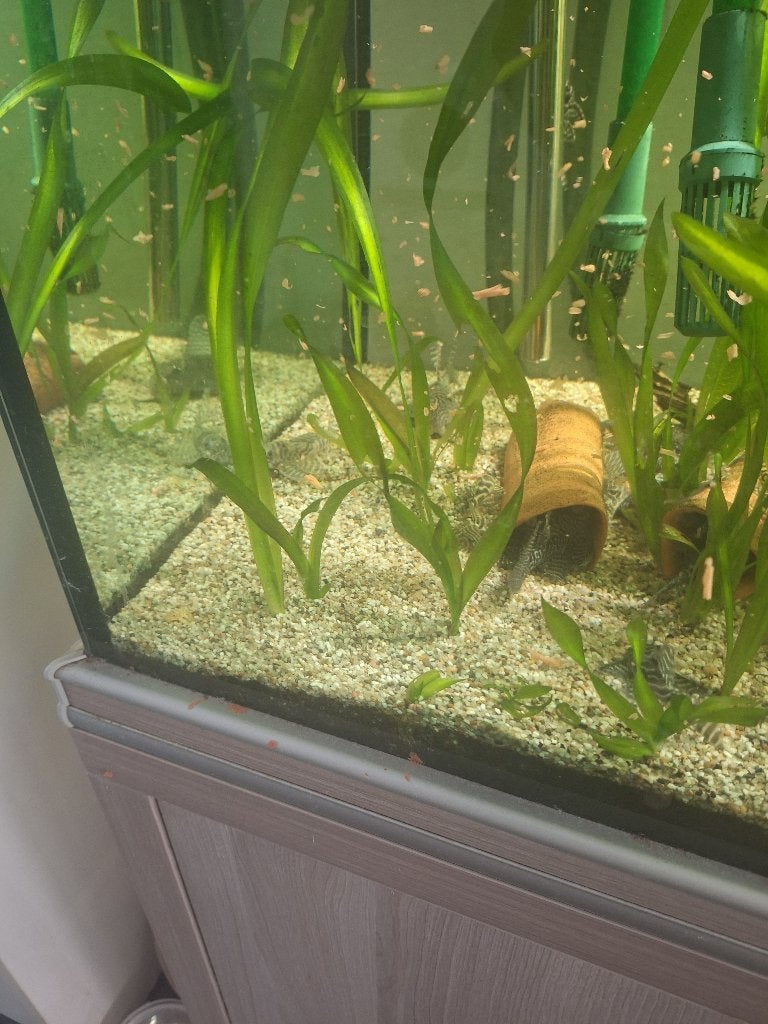 L-340, Dieren en Toebehoren, Vis, Zoetwatervis