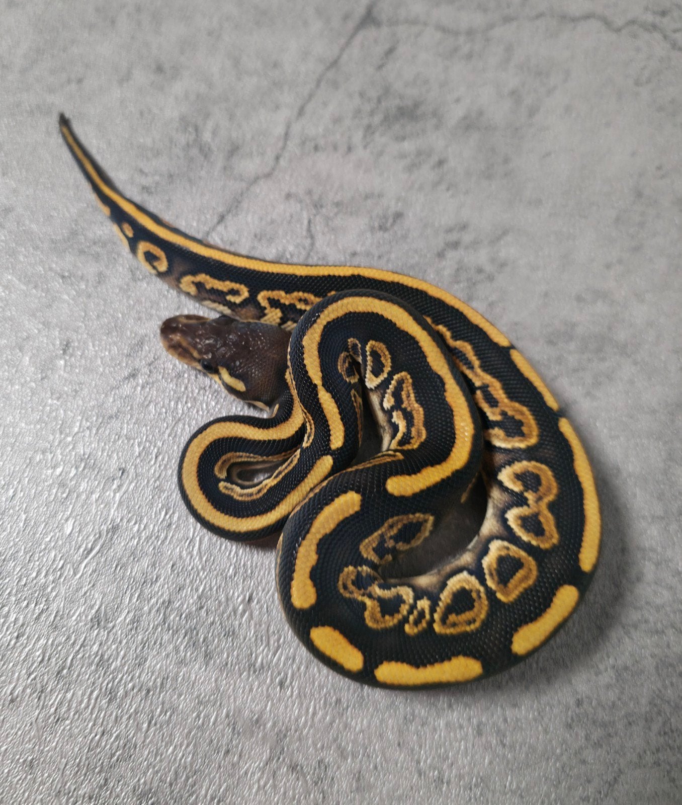 Baby ballpythons/python regius 2026 Ball Python photo 6