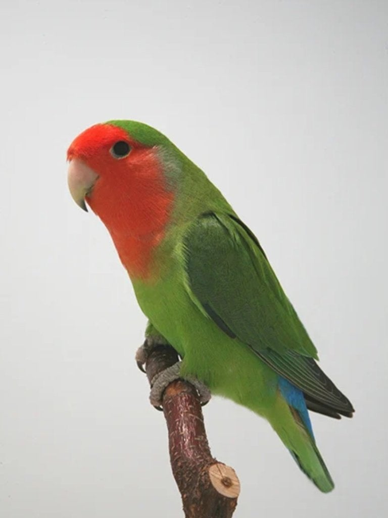 Agapornis, Dieren en Toebehoren, Meerdere dieren, Parkiet, Tam