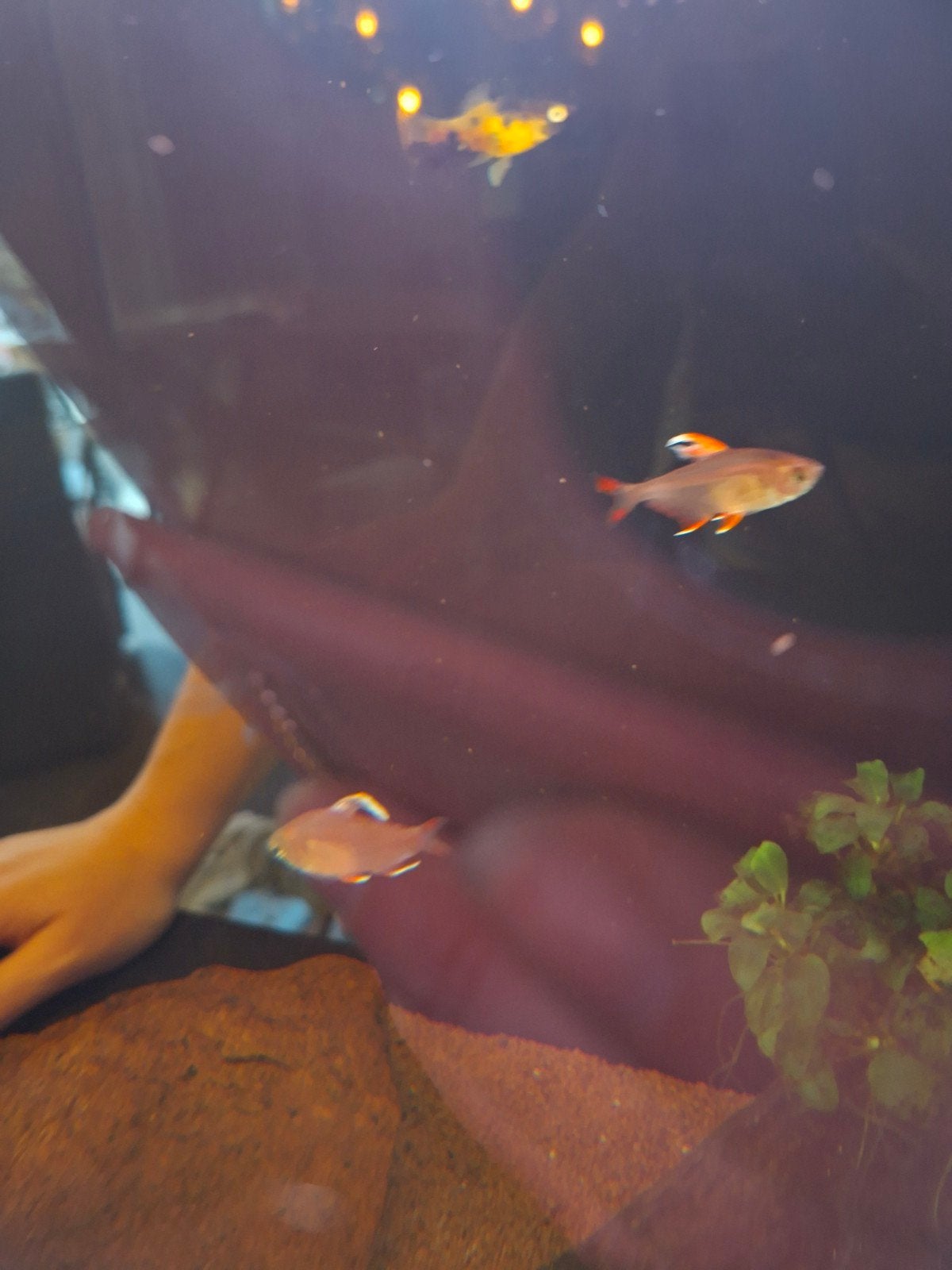 aquarium 80 liter superfish, Vis, Zoetwatervis, Schoolvis