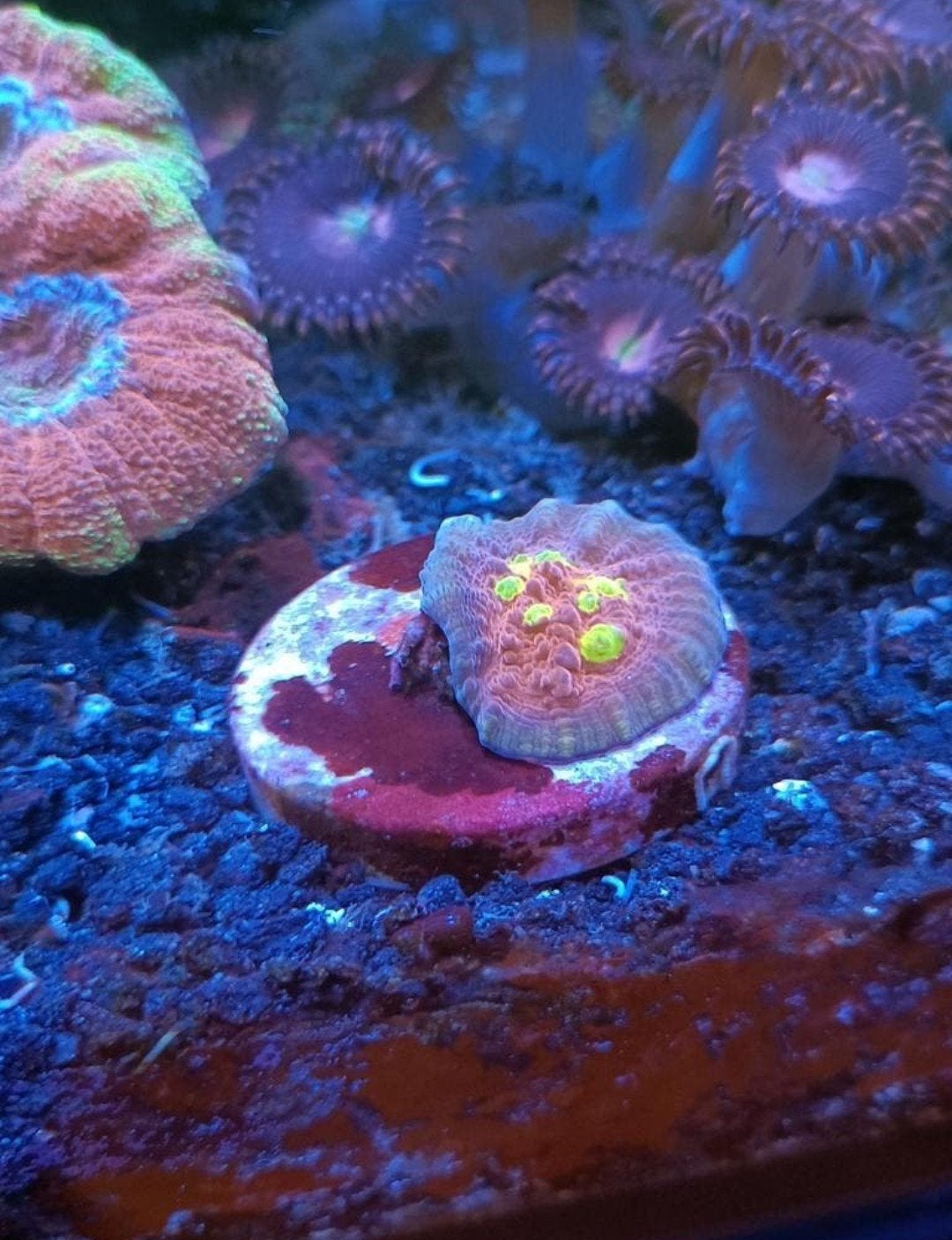 Golden Eye Chalice (koraal), Dieren en Toebehoren, Overige typen