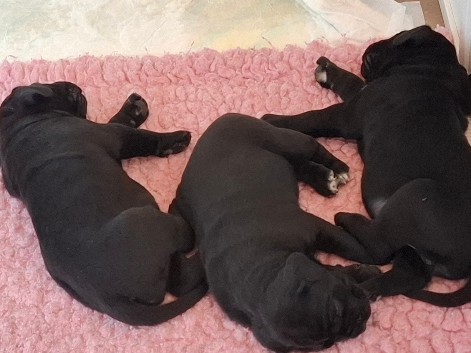 Cane corso (Zwart), Dieren en Toebehoren, Overige rassen, 8 tot 15 weken, Teef, Parvo