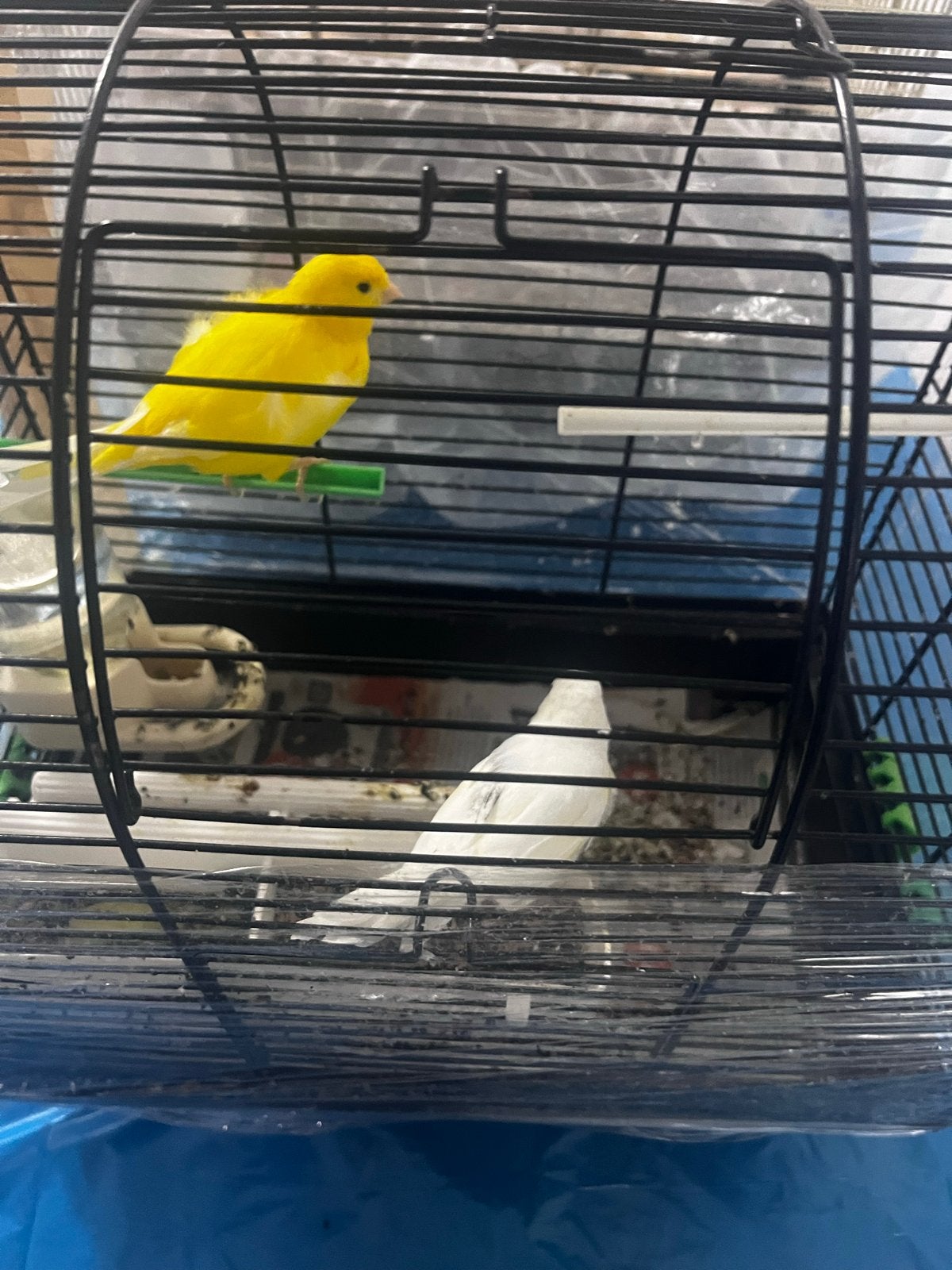 Te koop twee kanaries mannen 50€, Dieren en Toebehoren