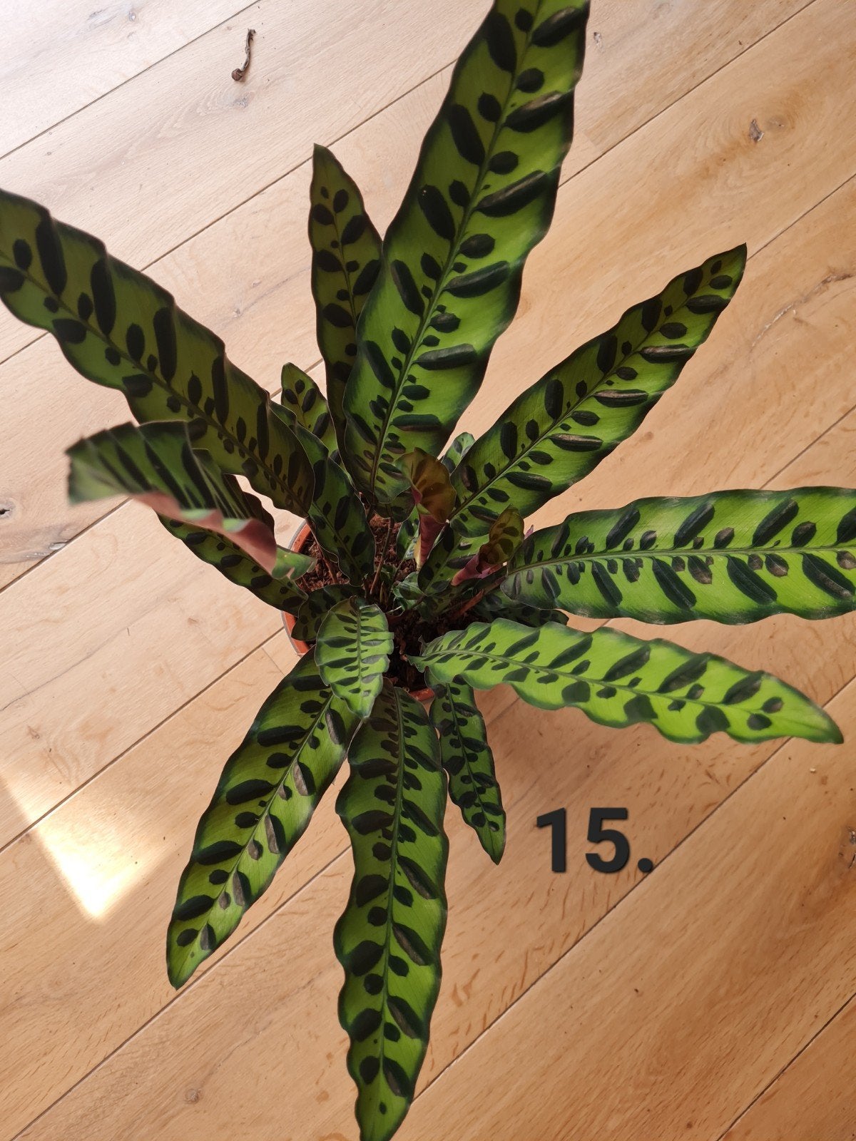 Kamerplant Calathea lancifolia, Ophalen of Verzenden