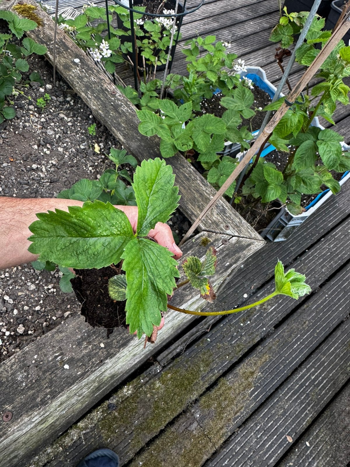 aardbeienplantje, Ophalen of Verzenden, Overige soorten, Volle zon