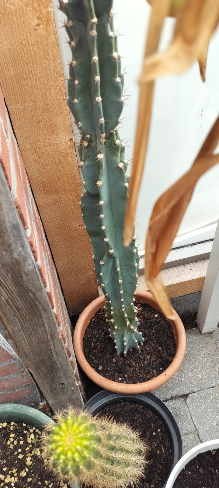 Cereus Peruvianus - Bijna 1m hoge, bloeiende cactus, Ophalen of Verzenden