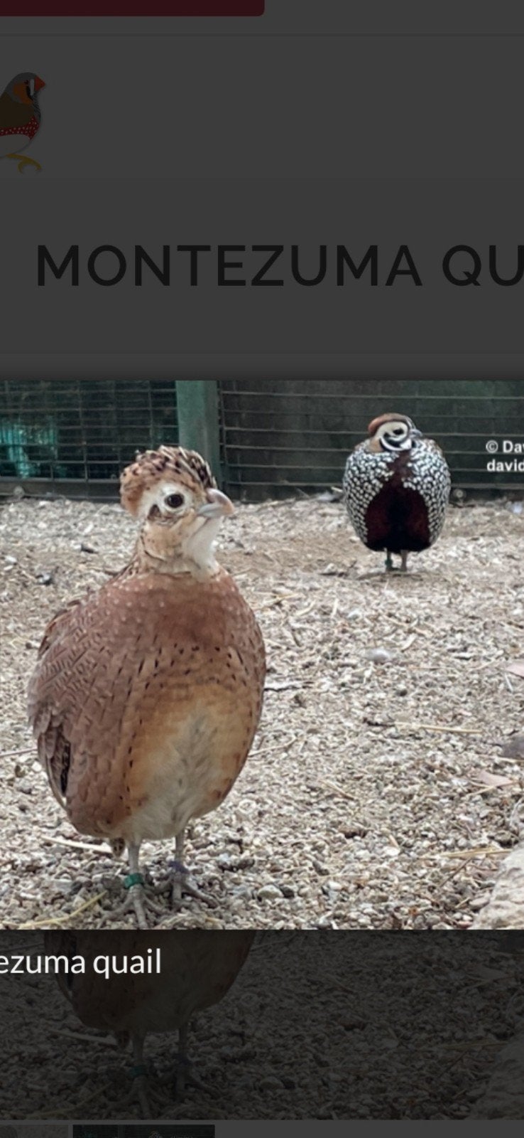 Montezuma kwartels, Meerdere dieren, Overige soorten
