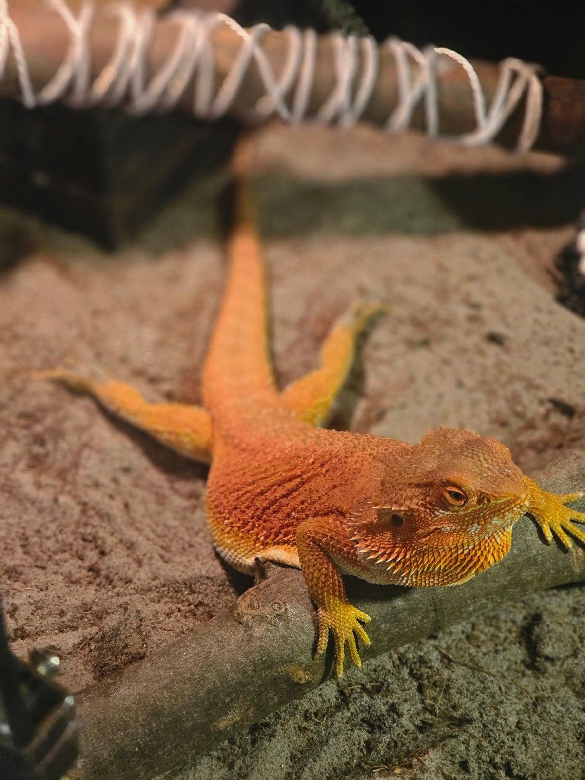 Baardagaam incl terrarium Bearded Dragon photo 4