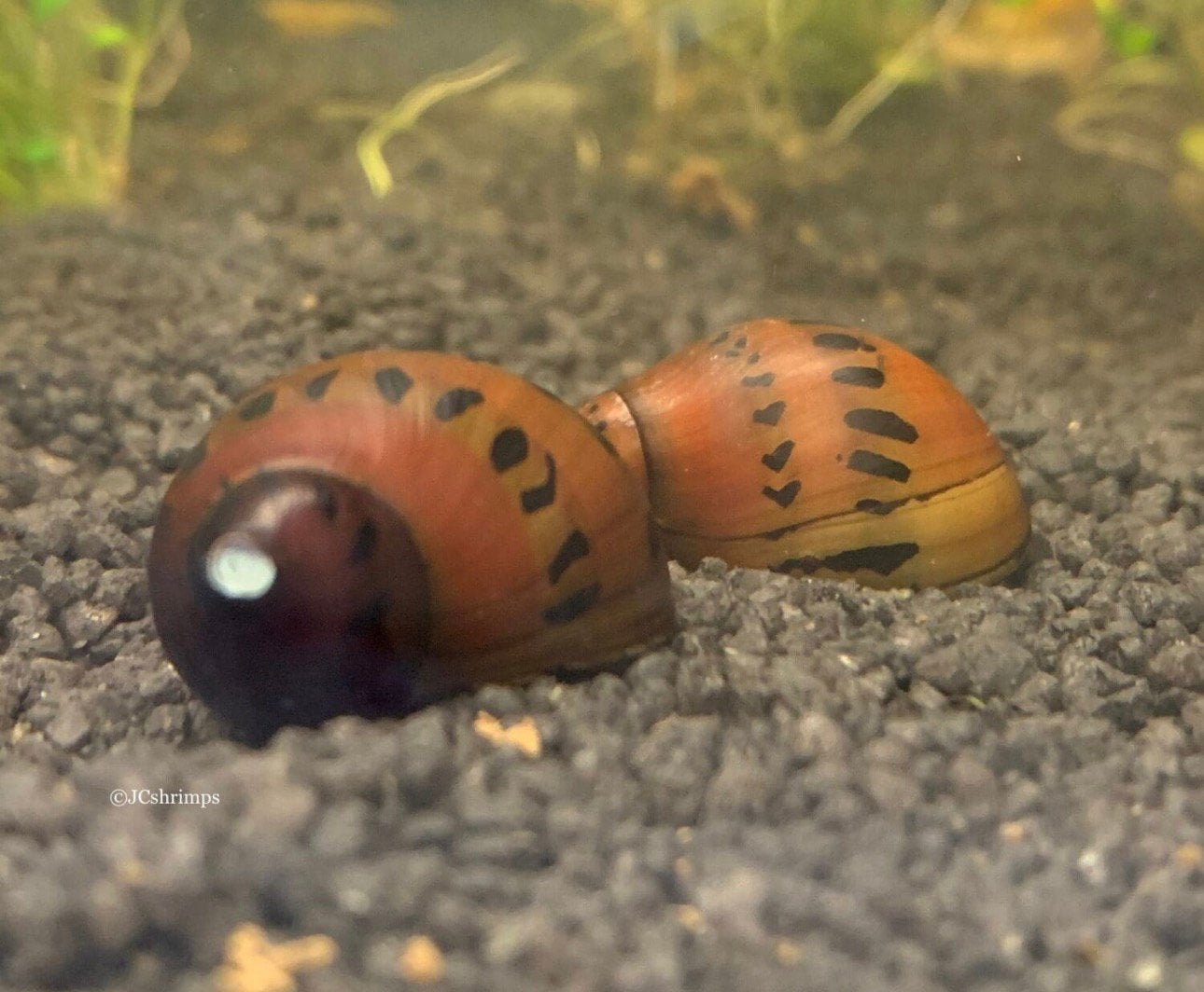 Neritina Orange Track - Aquarium slak - slakken, Slak of Weekdier, Zoetwatervis