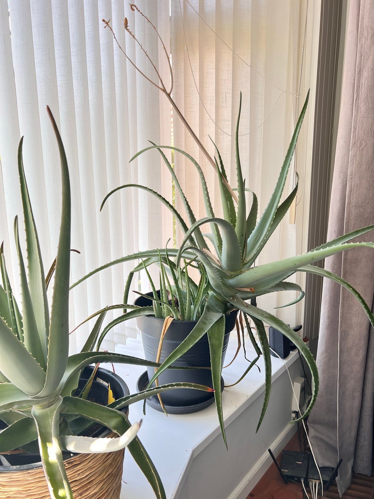 Grote Aloë Vera planten in pot, Huis en Inrichting, Kamerplanten, Ophalen, Vetplant, 100 tot 150 cm, In pot