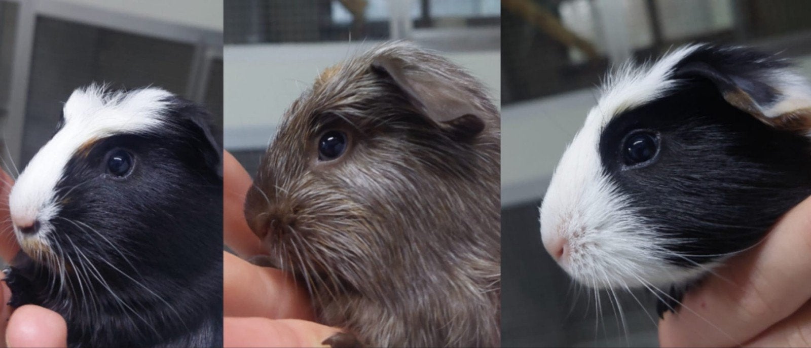 Aangeboden 3 jonge cavia's, Cavia, Mei, Meerdere dieren, Tam