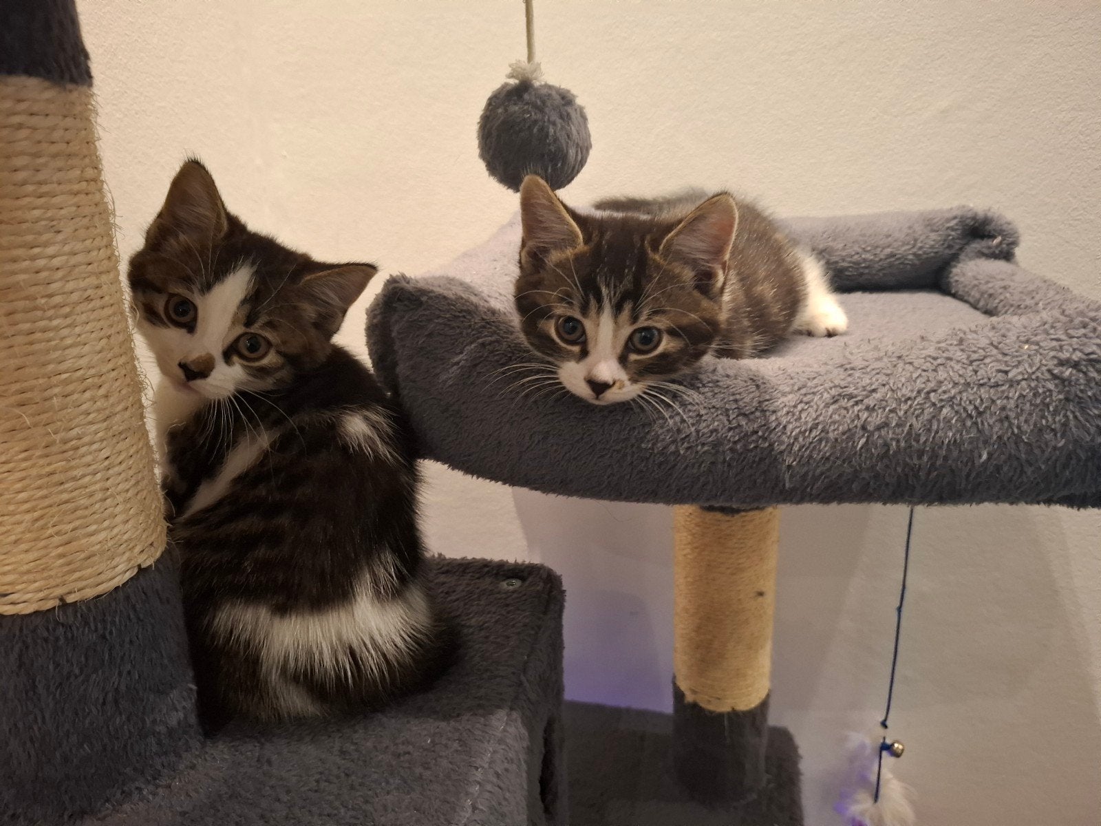 Moederpoes halve Britse korthaar en 2 kittens te koop, Meerdere dieren