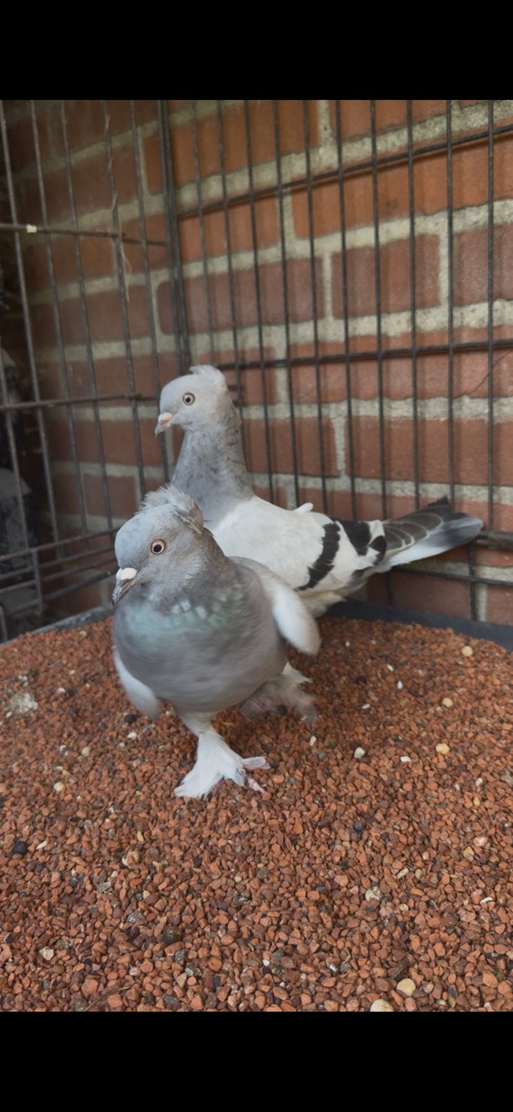 Takal duiven, Dieren en Toebehoren, Meerdere dieren, Postduif