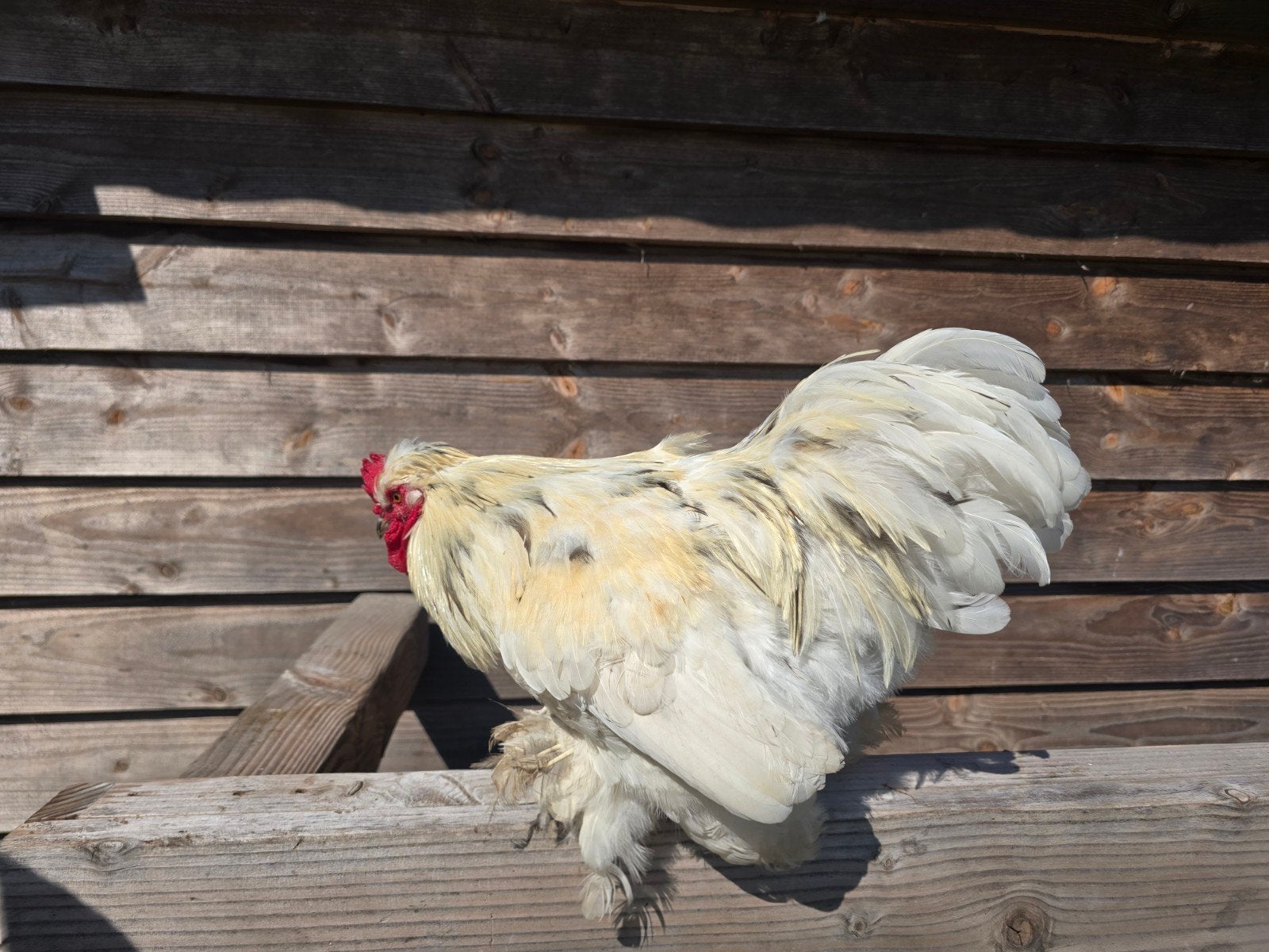 Haan, Dieren en Toebehoren, Mannelijk, Kip