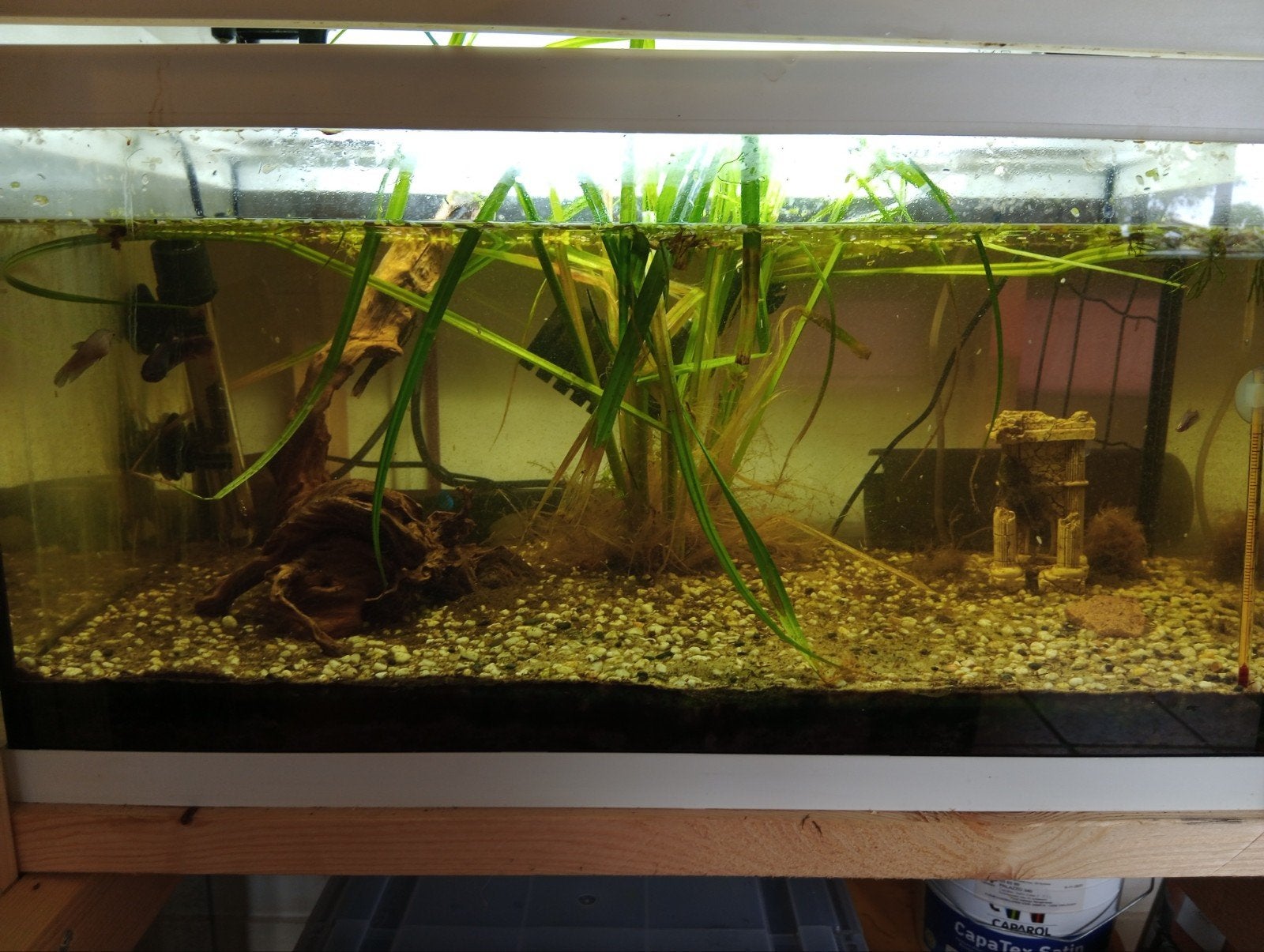 Aquarium 60x30 met guppen en Betta, Vis