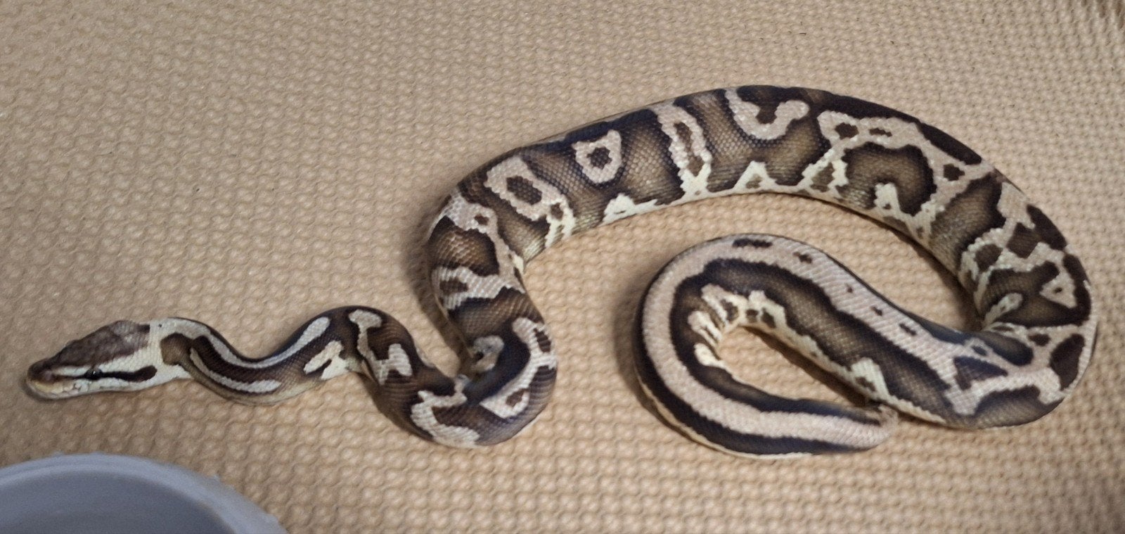 verschillende pythons regius, Dieren en Toebehoren, Slang, Tam, 0 tot 2 jaar