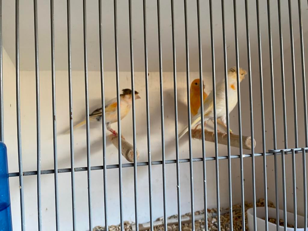 Harlekijn kanaries, Dieren en Toebehoren, Vogels | Kanaries, Meerdere dieren, Kleurkanarie