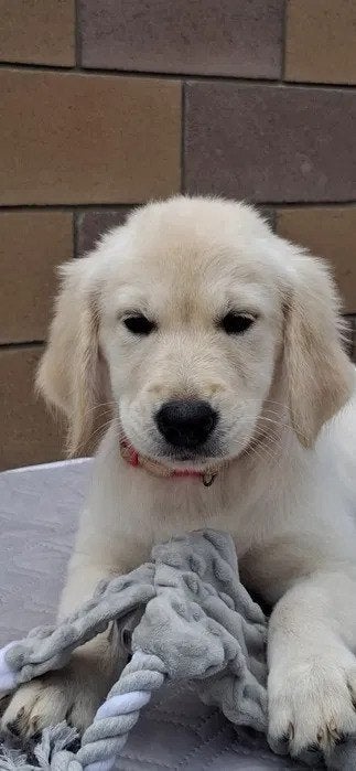 Lieve en vrolijke Golden Retriever puppy's, Golden retriever, 8 tot 15 weken, Meerdere, Meerdere dieren