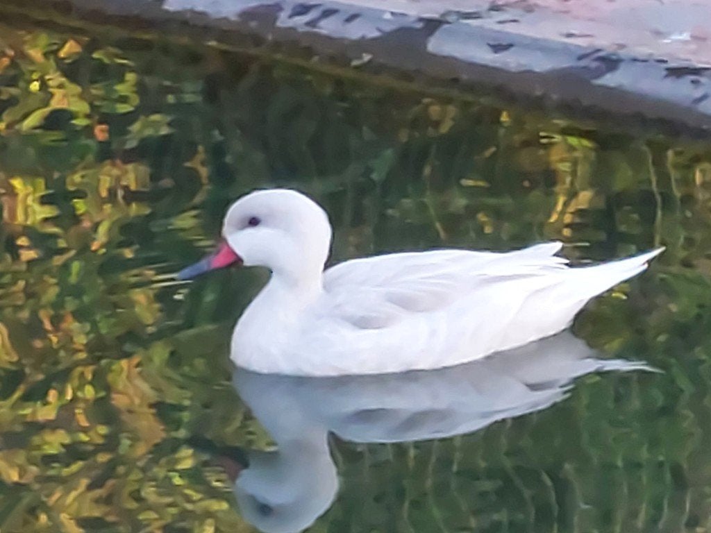 Zilver bahamapijlstaarten, Dieren en Toebehoren, Pluimvee, Meerdere dieren, Eend