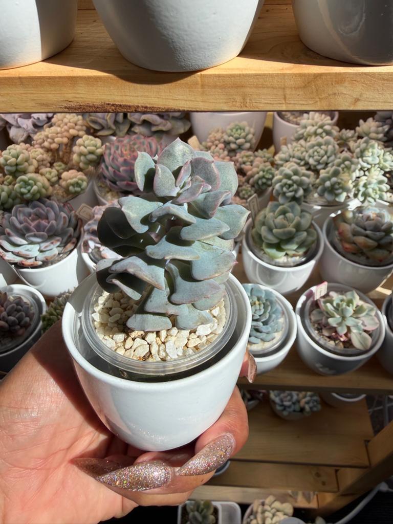 Echeveria Cubic Frost - Unieke Succulent, Verzenden