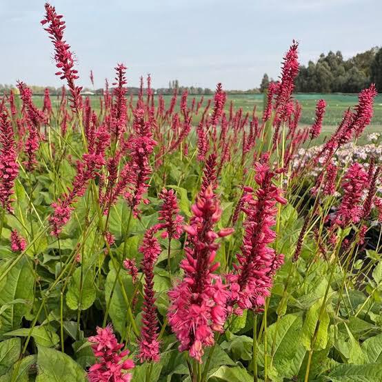 Vaste planten: duizendknoop, persicaria, p9, rood, Tuin en Terras, Planten | Tuinplanten, Bodembedekkers, Vaste plant, Ophalen of Verzenden