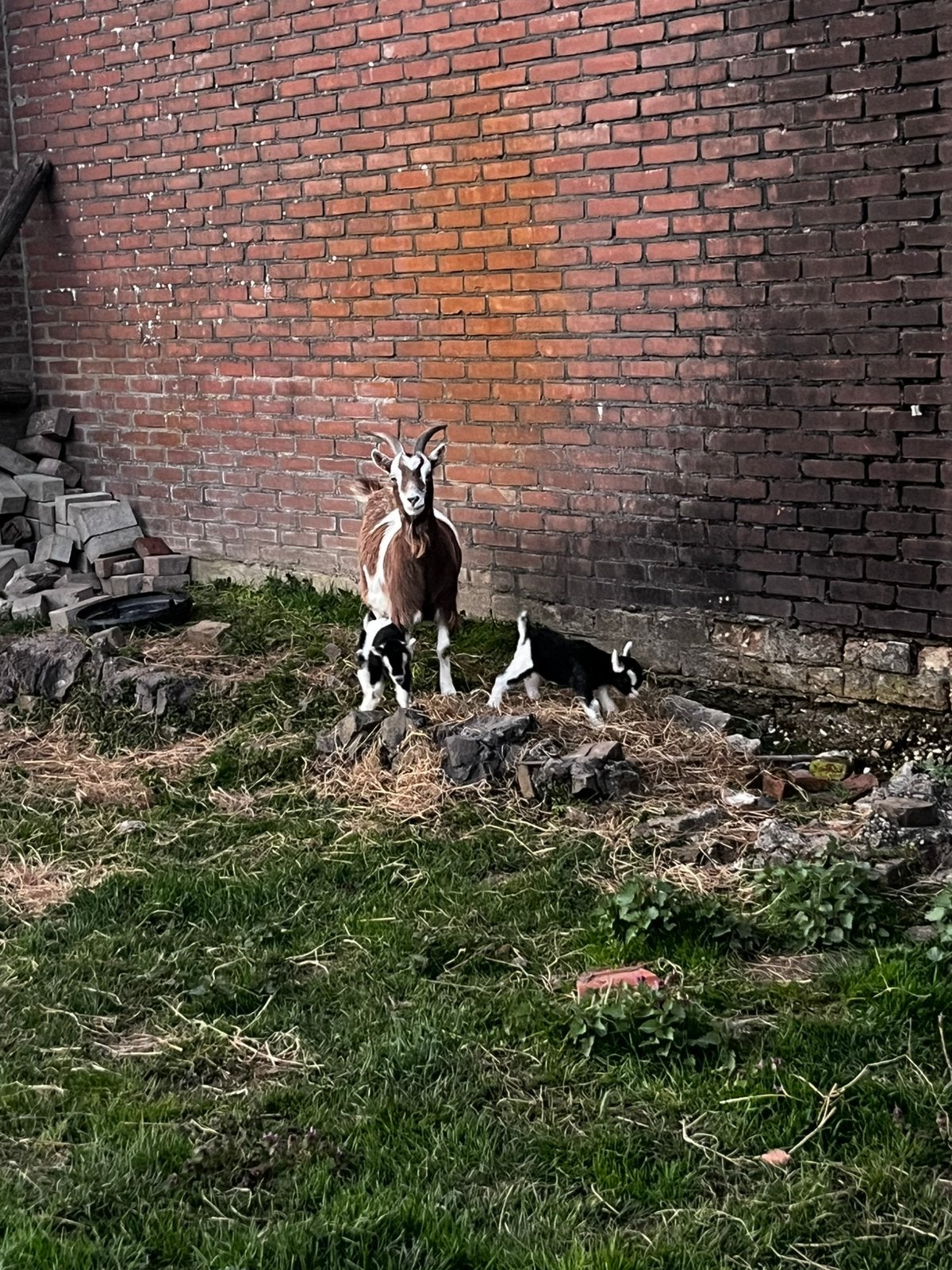 3 jonge geitjes te koop, Dieren en Toebehoren, Mannelijk