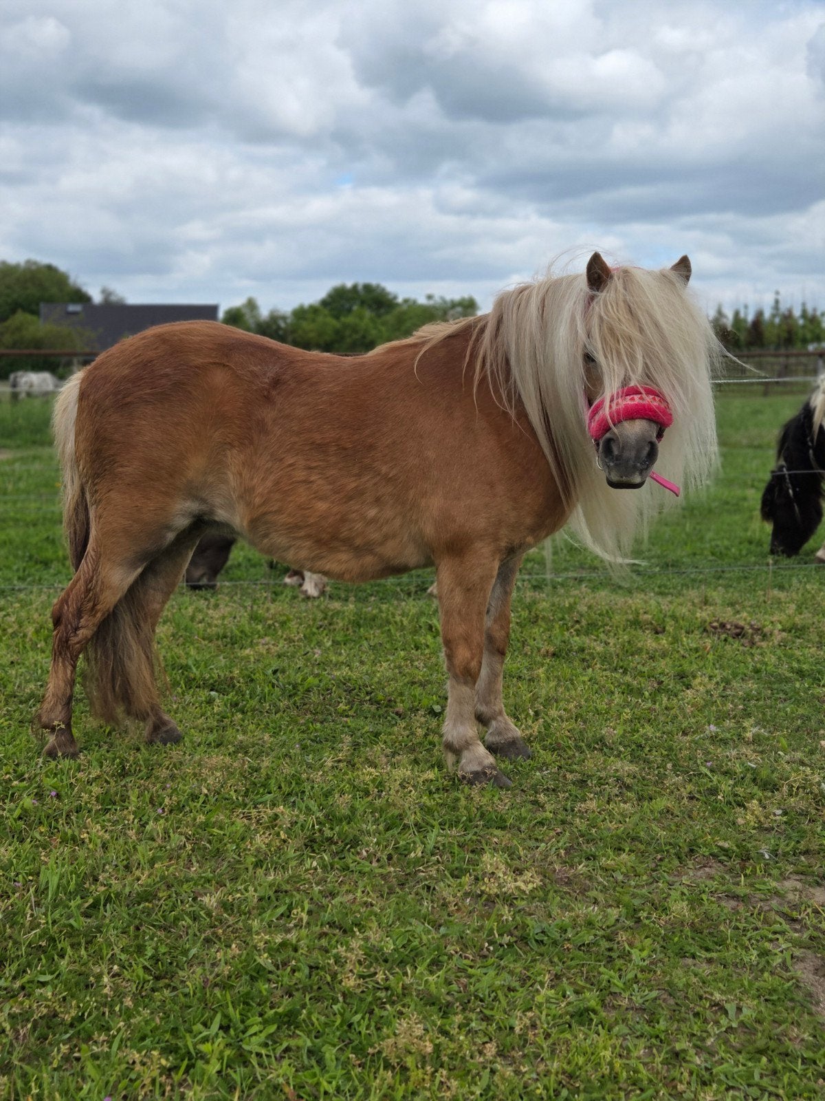 Prachtige en enorm Brave shetlander vos merrie nsps, Merrie