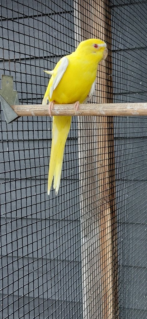 Elegant parkiet Lutino man, Dieren en Toebehoren, Mannelijk, Parkiet, Geringd