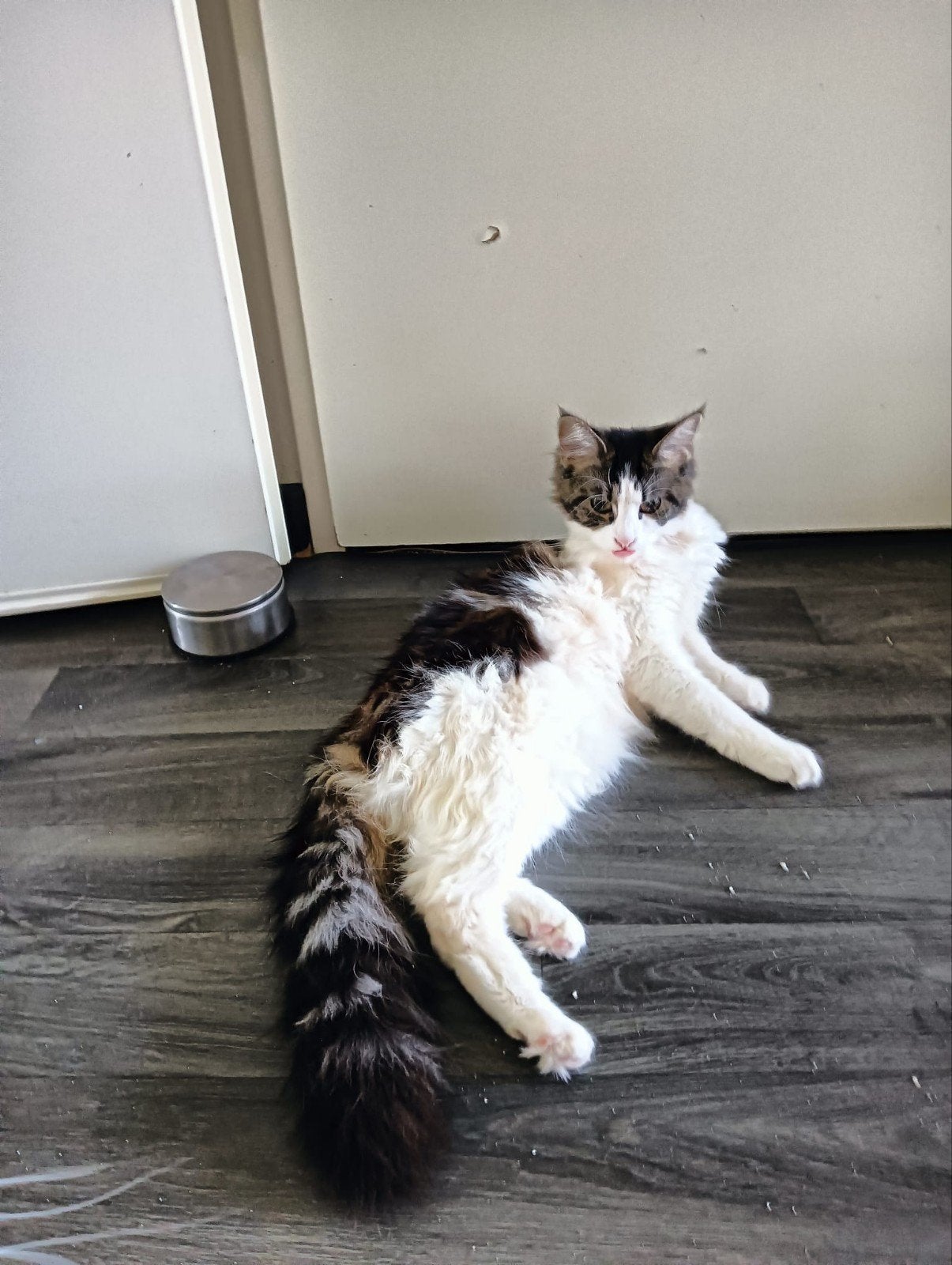 100% maine coon poesje, Poes, Ontwormd, 0 tot 2 jaar