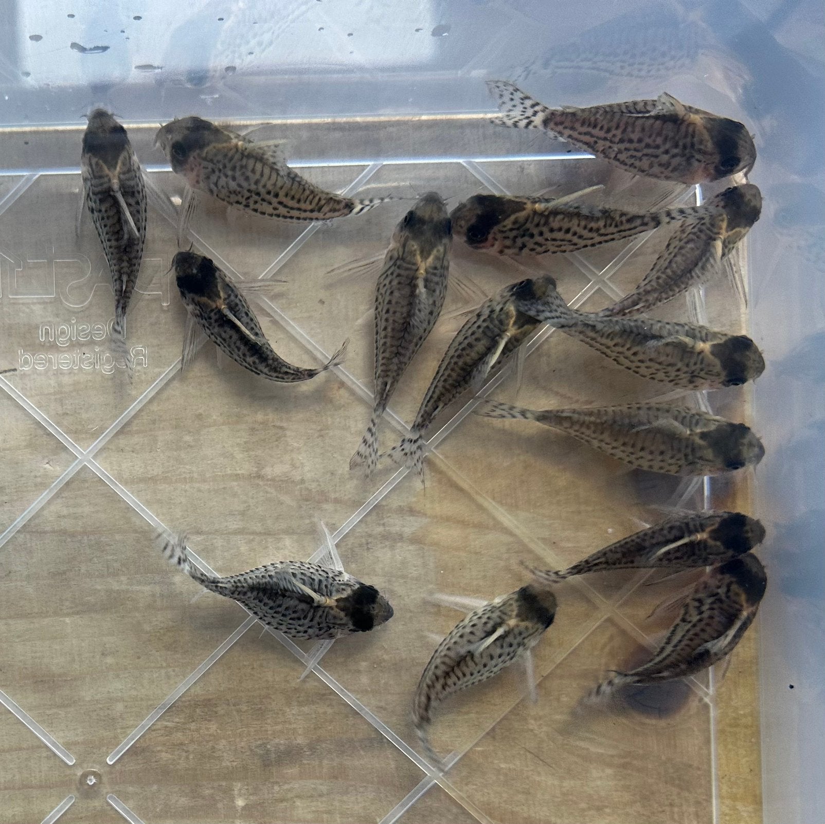 Corydoras schwartzii, Vis, Zoetwatervis