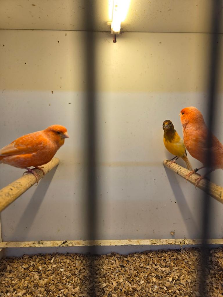 Roodschimmel poppen, Dieren en Toebehoren, Vrouwelijk, Kleurkanarie