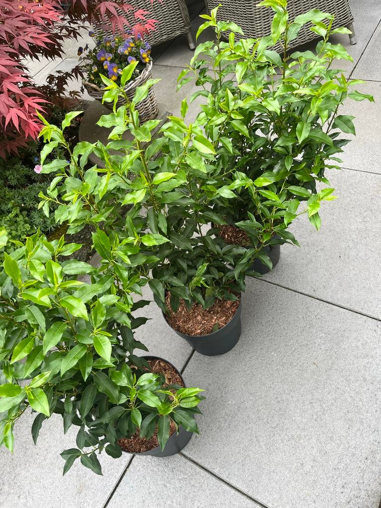 Portugese laurier (Prunus lusitanica)75 cm in pot - 10 stuks, Overige soorten, Vaste plant, Ophalen of Verzenden, Halfschaduw