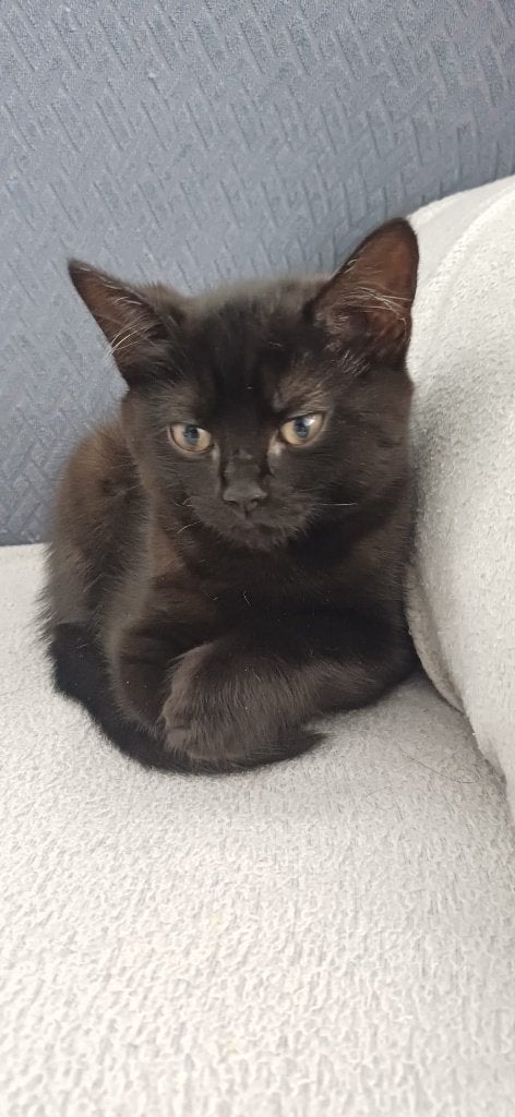 Kitten Britse korthaar kruising (meisje), Poes, Ontwormd, 0 tot 2 jaar