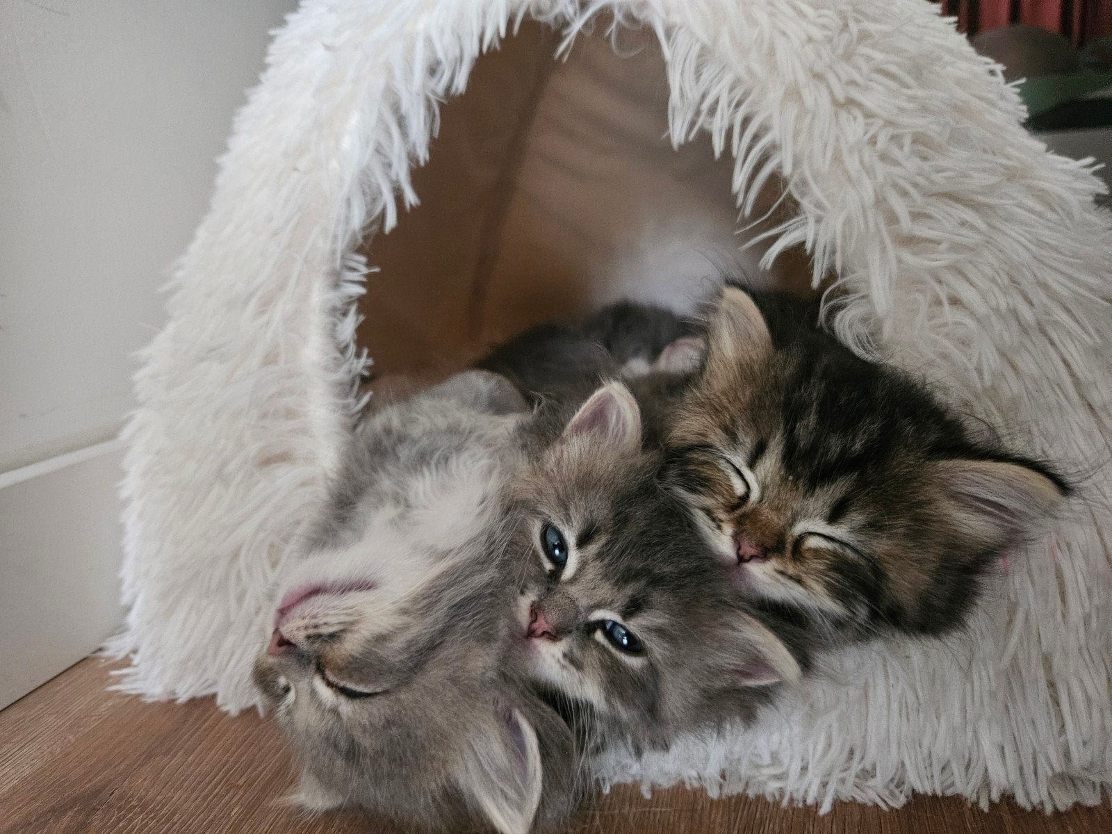 Ragdoll × Britse Langhaar kittens zoeken gouden mandje, Meerdere dieren, Langharig, 0 tot 2 jaar